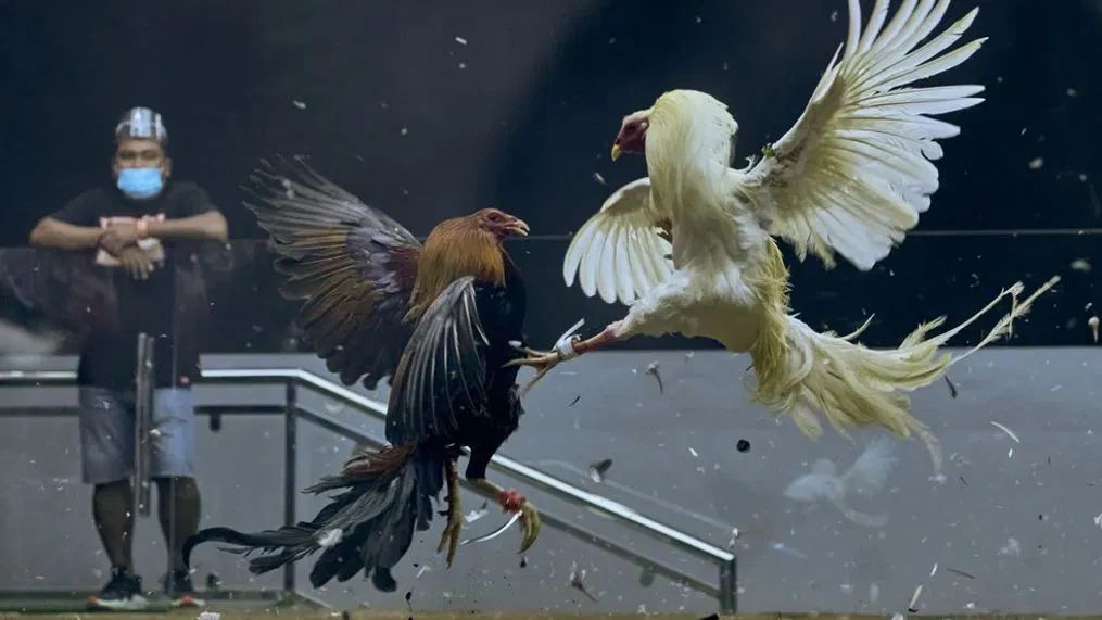 Đá gà trực tiếp campuchia